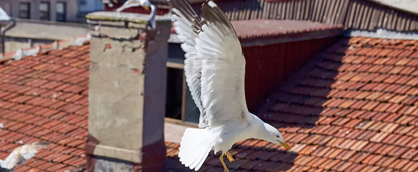 Residential Chimney Animal Removal Solution in Bethany, OK